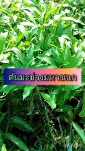 ต้นมะม่วงมหาชนก ขนาด 65-100 ซม.ผลใหญ่ยาว รสชาติอร่อย เหมาะสำหรับส่งออก ผลดิบเป็นสีเขียว ผลสุกผิวสีเหลืองทองจนถึงสีแดงทั้งผลมีกลิ่นหอมเป็นเฉพาะตัว