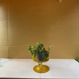 Cây Trầu Bà Brazil - Trầu Bà Brasil - Cây Cảnh Văn Phòng