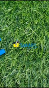 PILOT BALLPOINT BPTP BIRU