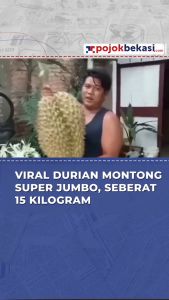 Bibit Durian Montong Bersertifikat 50 - 15 meter – Unggul Cepat Berbuah Siap Tanam