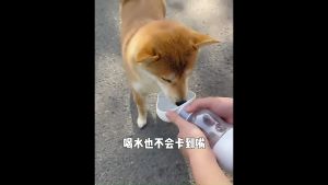 กระบอกน้ำสัตว์เลี้ยงพกพา ขวดน้ำหมา กระบอกน้ำแมวพกพา ขวดน้ำหมาพกพา ขวดน้ำแมวพกพา 2in1 ใส่น้ำ-ใส่อาหาร