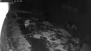 Solar-Powered Cat Repellent 120° Ultrasonic Coverage + Red Light Deterrence Auto-Detection 8m IR Sensor Variable Frequency Waves AR01 Enhanced