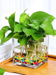 Hộp Thủy Canh Thủy Sinh Hình Vuông Dày Bằng Thủy Tinh Trong Suốt Đơn Giản Dùng Để Trồng Cây Xanh Trên Bàn Màu Trắng