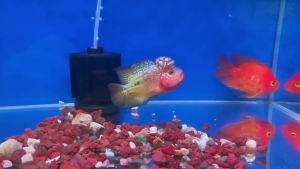 Aquarium Fish Tank Diving Light Amphibious Ornamental Fish Landscape LED Parrot Koi Arowana Red Dragon Brightening