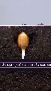 Dung Dịch Kích Rễ Cây Gengba 50ml – Dinh Dưỡng Chăm Sóc Hoa Cây Cảnh Rau Màu Bonsai