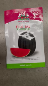 ตะวันต้นกล้า แตงโม กินรี 188  ขนาด 40 กรัม หมดอายุ 03/2570 ลอตใหม่ งอกดี ลูกใหญ่ ทรงยาวรี น้ำหนัก 5-8 กิโลกรัม อายุ 60-65 วัน 1 กระป๋อง ปลูกได้1ไร่