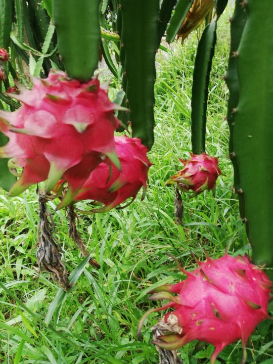 Dragon Fruit Cuttings Moroccan Red sweet variety 6pcs 46cm plus free ...