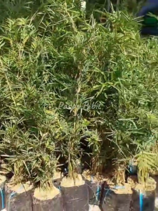 Bibit Bambu Kuning Asli Banyak Manfaat