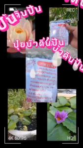 ปุ๋ยบัวดินปั้น (แพ็ค 3 ชิ้น)