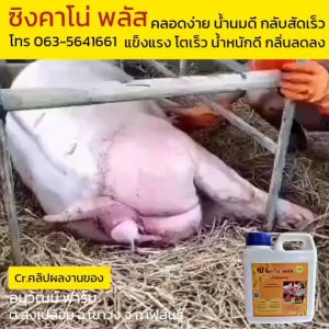 ซิงคาโน่ พลัส ไคโตซาน&พีมิกซ์ ขนาด 1L คลอดง่าย เพิ่มน้ำนม เป็นสัดเร็ว แข็งแรงโตเร็ว น้ำหนักดี กลิ่นลดลง