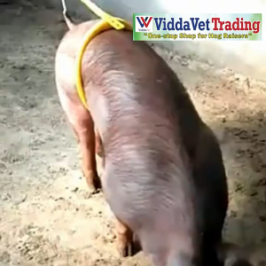 Big Size Pig Insemination Clip Holder Sows Artificial Insemination Auxiliary Clamp