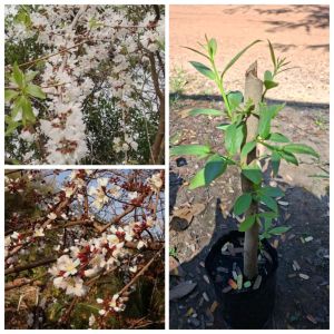 ต้นผักติ้วยอดสีขาว ชำกิ่ง แตกยอดสวยๆ พร้อมปลูก 1-2 ปี ติดดอก