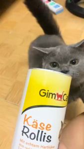 Gimcat viên phô mai hỗ trợ tăng nọng tăng cân cho mèo