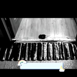 Mua 10+ tặng 1(SIêu Dính) Keo Dính Chuột Siêu Dính ĐẠI LỘC LỚN Miếng Keo Bẫy Chuột Diệt Chuột Ruồi Và CônTrùng