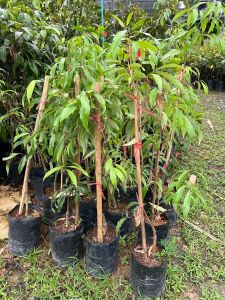 ต้นลิ้นจี่ค่อม แม่กลอง พร้อมส่ง เพชรบุรี