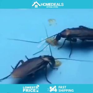 Cockroach Gel 10g Cockroach Killing Bait Effectively Removes Cockroaches Cockroach Killer Pest Control Cockroach Eliminator Gel