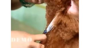 SET GUNTING SILVER STAINLESS STEEL 5 IN 1 SET GUNTING RAMBUT DAN BULU SALON PROFESIONAL / SET GUNTING GROOMING PERAWATAN BULU ANJING DAN HEWAN LAINNYA 1 SET 5 IN 1 MULTIFUNSI + KOTAK PENYIMPANAN