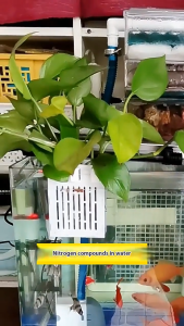 GUOUQNA Hanging Suction Cup Hook Aquarium Plant Holder Plastic Aquarium Planter Cups Planter Baskets Aquatic Pot Box Aquascape Decoration