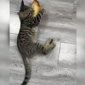 TETHEO ตุ๊กตาปลาแมว ตุ๊กตาปลา สำหรับการเล่นสัตว์เลี้ยง ขนาด 20ซม ราคาที่ไร้สุด สินค้าพร้อมส่ง