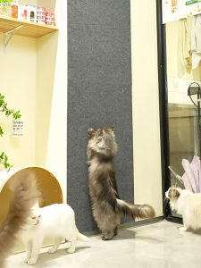 พรมลับเล็บแมว สื่อกันรอยขีดข่วน สําหรับโซฟา สัตว์เลี้ยง แมว สำหรับรองเฟอร์นิเจอร์ แผ่นลับเล็บ ป้องกันรอยขีดข่วน มีกาวในตัว