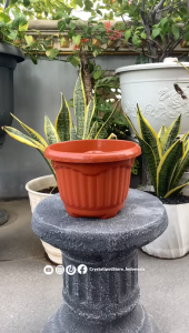 POT BUNGA TANAMAN SHALLOM MIO KUPING MERAH BATA BAHAN TEBAL - SHALLOM MIO KUPING