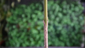 100g Plant Tree Wound Cut Paste Bonsai Pruning Cutting Paste Green plant flowers seedling wound healing cream With Brush