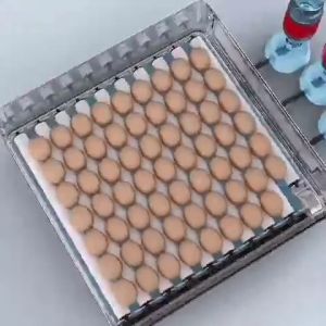 48/64 Egg Fully Automatic Incubator 220V/12V Incubator with Temperature Control and Auto Turning For Hatching Chicken Duck Goose Quail Birds Incubators for Farm