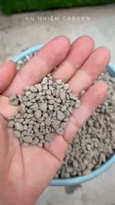 ĐÁ PUMICE- Phụ kiện trang trí chăm sóc dành cho sen đá Xương rồng cây cảnh