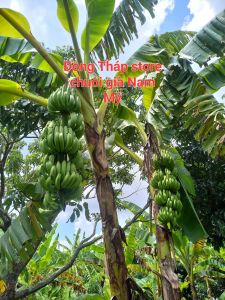 Chuối già giống Nam Mỹ già Hương(50cm _ 1m)