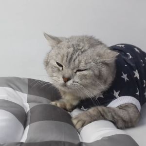 Kasur Kucing Anjing Kelinci Cat Kitten Anabul Kasur Kotak Motif Tempat Tidur Hewan Kucing Anjing Cat Dog Kasur Bantal Alas Tidur Kucing Pet Bed - Bukipet Cozy Bed Plaid Series