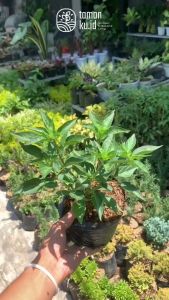 Tanaman Cabe Rawit Murah Bibit Cabe Rawit Lombok