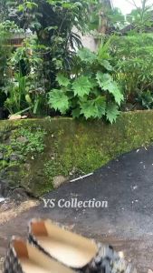 sepatu flatshoes terbaru kekinian style terbaru variasi pita