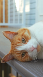 Pettomori น้ำยาถูพื้น ดับกลิ่นฉี่แมว กลิ่นสัตว์เลี้ยง (1 ถุง) สเปรย์ปรับอากาศ เพ็ตโตะโมริ 1000 ml