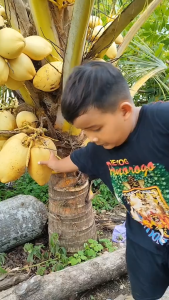 Buah Kelapa Cengkir Kuning / Kelapa Gading Murah | COD