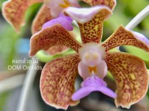 สามปอยดง เอื้องสายปอยดง กล้วยไม้ป่า ใส่ตะกร้าเป็นไม้กอ ขนาดจัดส่งตามภาพตัวอย่าง1ตะกร้า/ดม กล้วยไม้