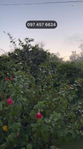 Vòi xịt tưới cây xịt rửa chuồng trại đầu tưới chỉnh được tầm phun xa rộng