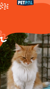 PETPAL Ulcer & Oral Care Treat (Disinfectant Wash/Healing for Ulcers Bad Breath Inflamation Sores & Gum Disease) 45ML