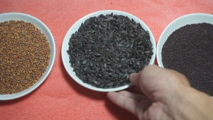 Hạt giống rau mầm củ cải đỏ