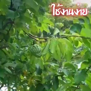 ถุงผ้าห่อผลไม้ 20*30cm (มัดละ 100 ใบ) ห่อฝรั่ง น้อยหน่า ชมพู่ มะม่วง มะปราง อะโวคาโด ป้องกันแมลง ถุงผ้าสปันบอนด์ ใช้ซ้ำไ