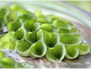 Combo 5 nhánh bèo tai chuột Thủy Sinh trang trí bể cá cảnh