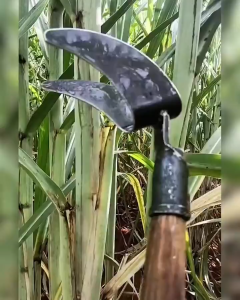 มีดสางใบอ้อย เป็นเครื่องมือที่จะช่วยทำการสางใบอ้อยได้อย่างสะดวกและรวดเร็ว   สามารถลดการขาดแคลนแรงงานในการเก็บอ้อยสด  พร้อมส่ง