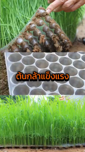 【500ชิ้น】ถาดเพาะกล้านาโยน 434 หลุม ถาดเพาะต้นข้าว เพาะปลูกกล้า เหนียว ทน ใช้เพาะเมล็ดข้าว แพค​ 100​ ถาด ถาดเพาะข้าว เพาะข้าว ต้นอ่อน เมล็ด ป้องกันโรครากเน่า เหนียว