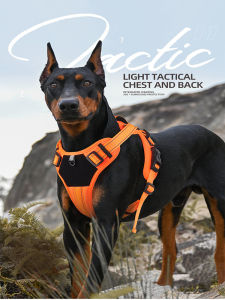 Ultimate Guide to Chest Harnesses & Reflective Dog Leashes