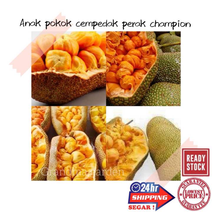 (GG real plant) anak pokok cempedak perak champion ^ bagus cepat berbuah hybrid top quality pokok durian kebun buah sedap fruit