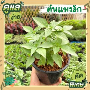 ต้นแมงลัก ผักสวนครัว กระถาง/ถุงดำ6นิ้ว นิ้ว ต้นละ 39 บาท พร้อมปลูก ต้นไม้ปลูกในบ้าน ผักสวนครัวพร้อมปลูก ผักออแกนิก