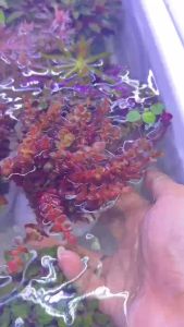 Cây thủy sinh cắt cắm  chậu cây thủy sinh cắt cắm sẳn đất dưỡng  dễ trồng không cân C02.