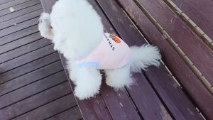 áo ba lỗ hoa quả trái cây cho chó mèo - T3 PETS SHOP