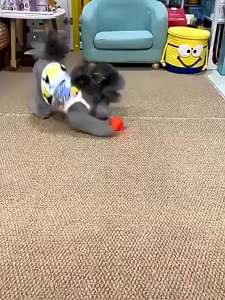 Smart Electric Ball Toy Gravity Jump Balls Dog Plaything USB Charging Automatic Teasing Dogs Artifact Intelligent Pet Cat Toys