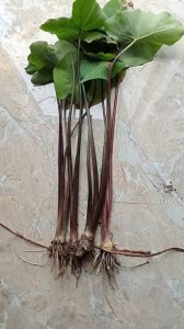 combo 10 cây khoai môn tím giống trồng thủy sinh