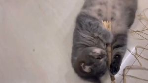 Silvervine Cat Chew Sticks Matatabi Natural Molar Cleaning Cat Toy Catnip Alternative